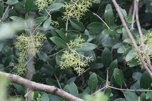 Olea woodiana