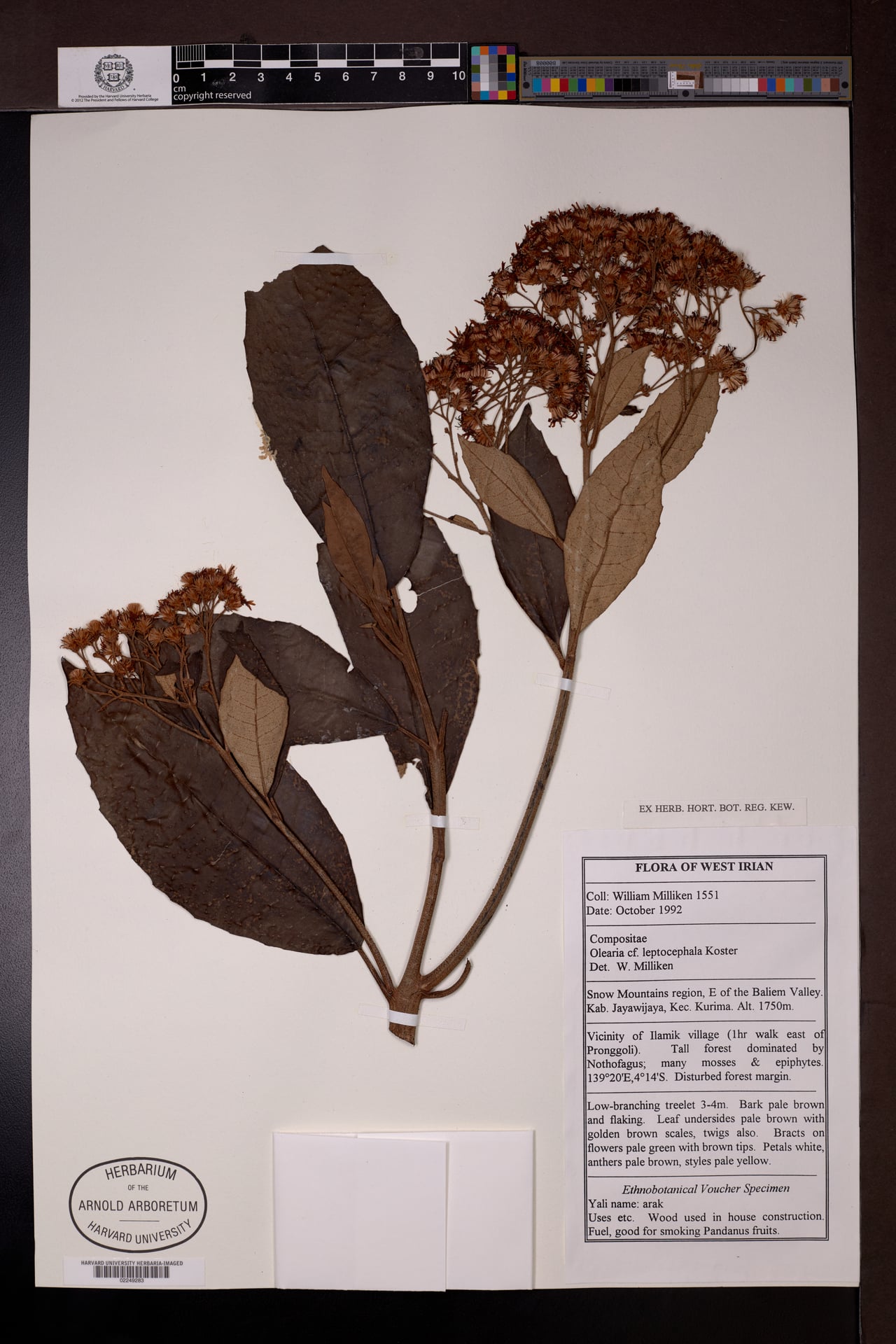 Olearia leptocephala — photo
