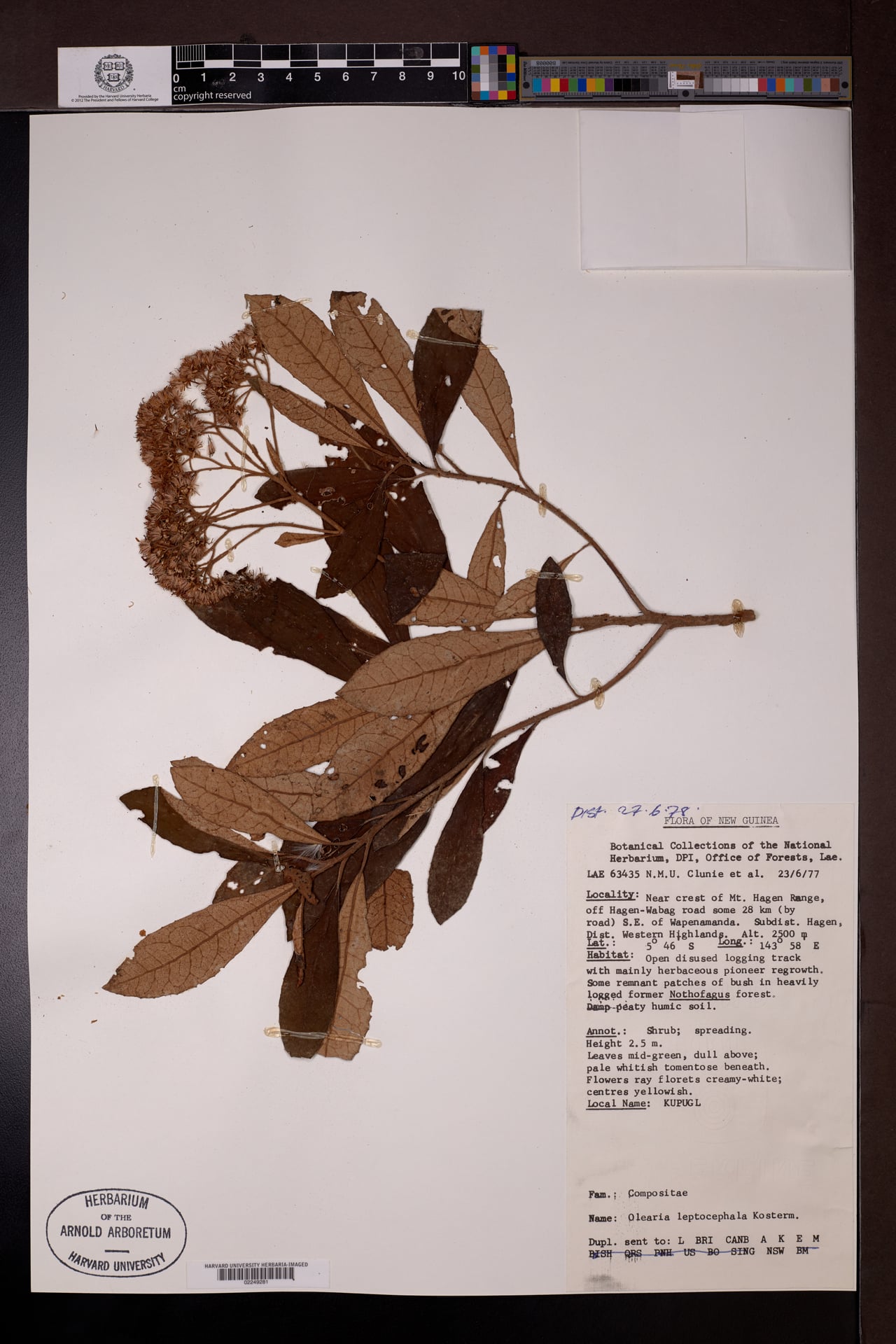 Olearia leptocephala — photo