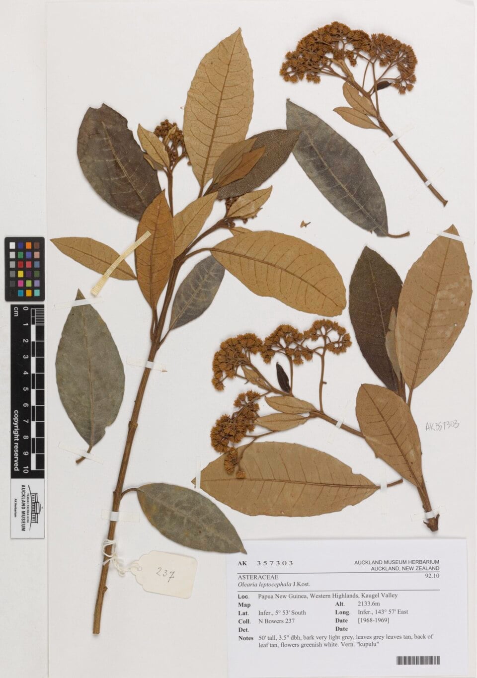 Olearia leptocephala