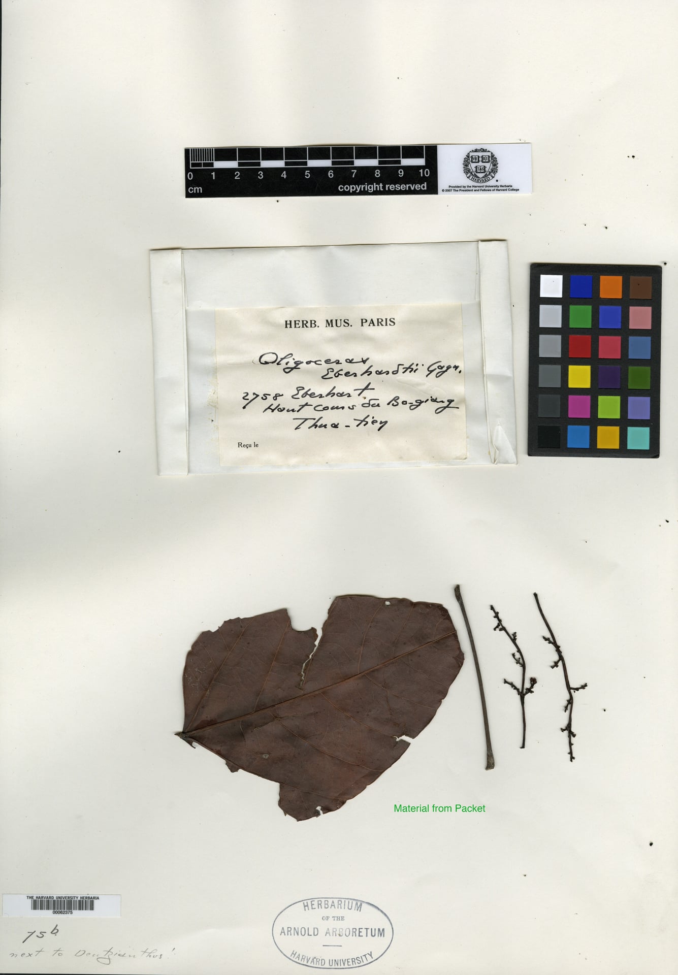 Oligoceras eberhardtii