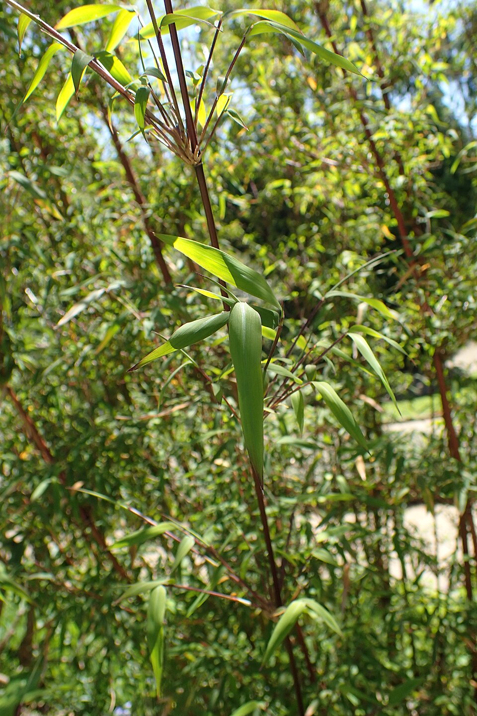 Oligostachyum scabriflorum — photo