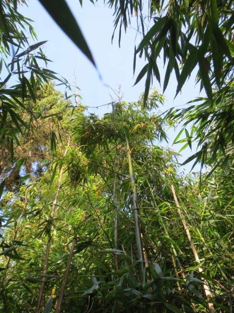 Oligostachyum scabriflorum