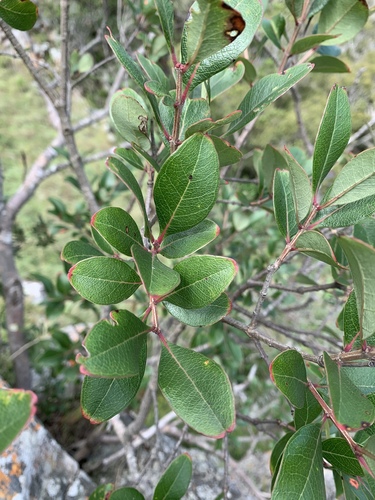 Olinia rochetiana