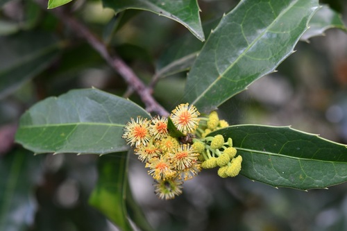 Olmediella betschleriana