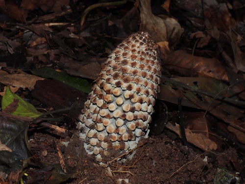 Ombrophytum zamioides (Mountain maize) — photo