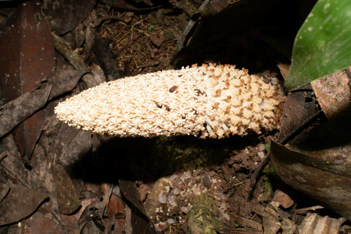 Ombrophytum zamioides (Mountain maize) — photo
