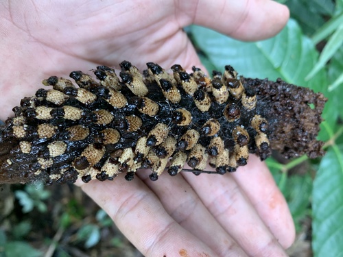 Ombrophytum zamioides