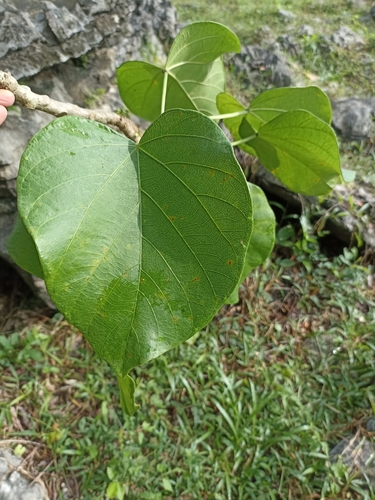 Omphalea oleifera — photo