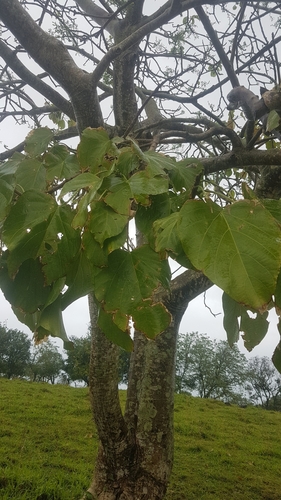 Omphalea oleifera — photo