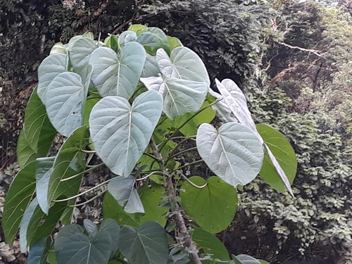 Omphalea oleifera