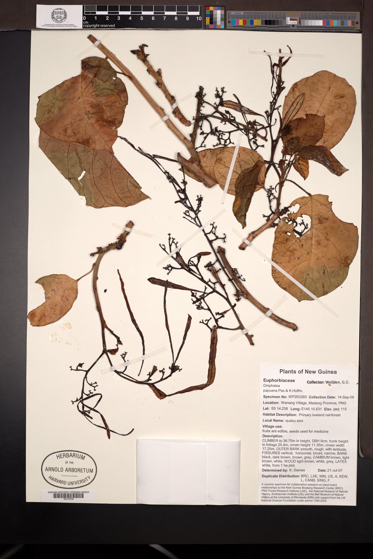 Omphalea papuana (Papua nuts) — photo
