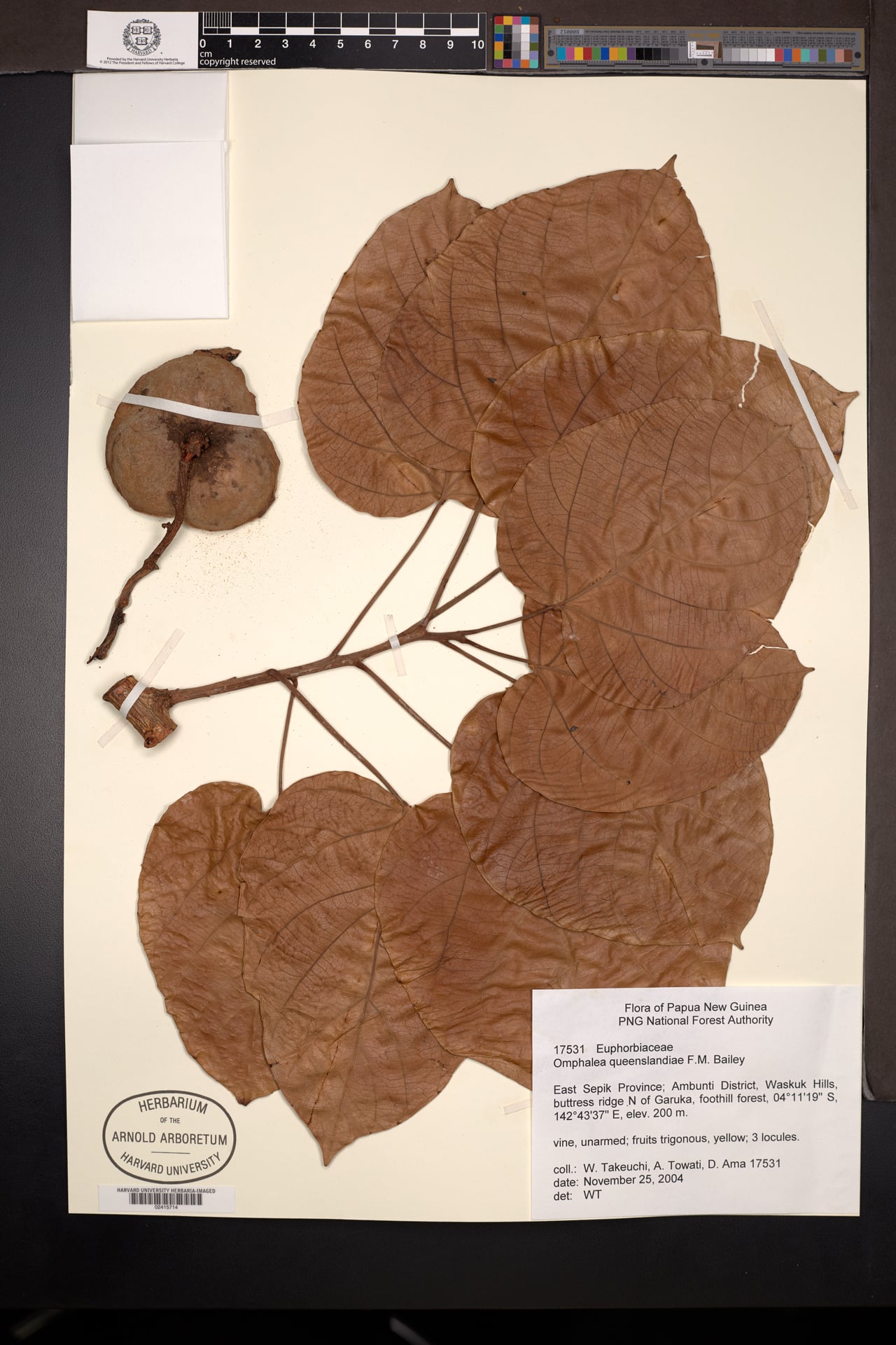 Omphalea papuana (Papua nuts) — photo