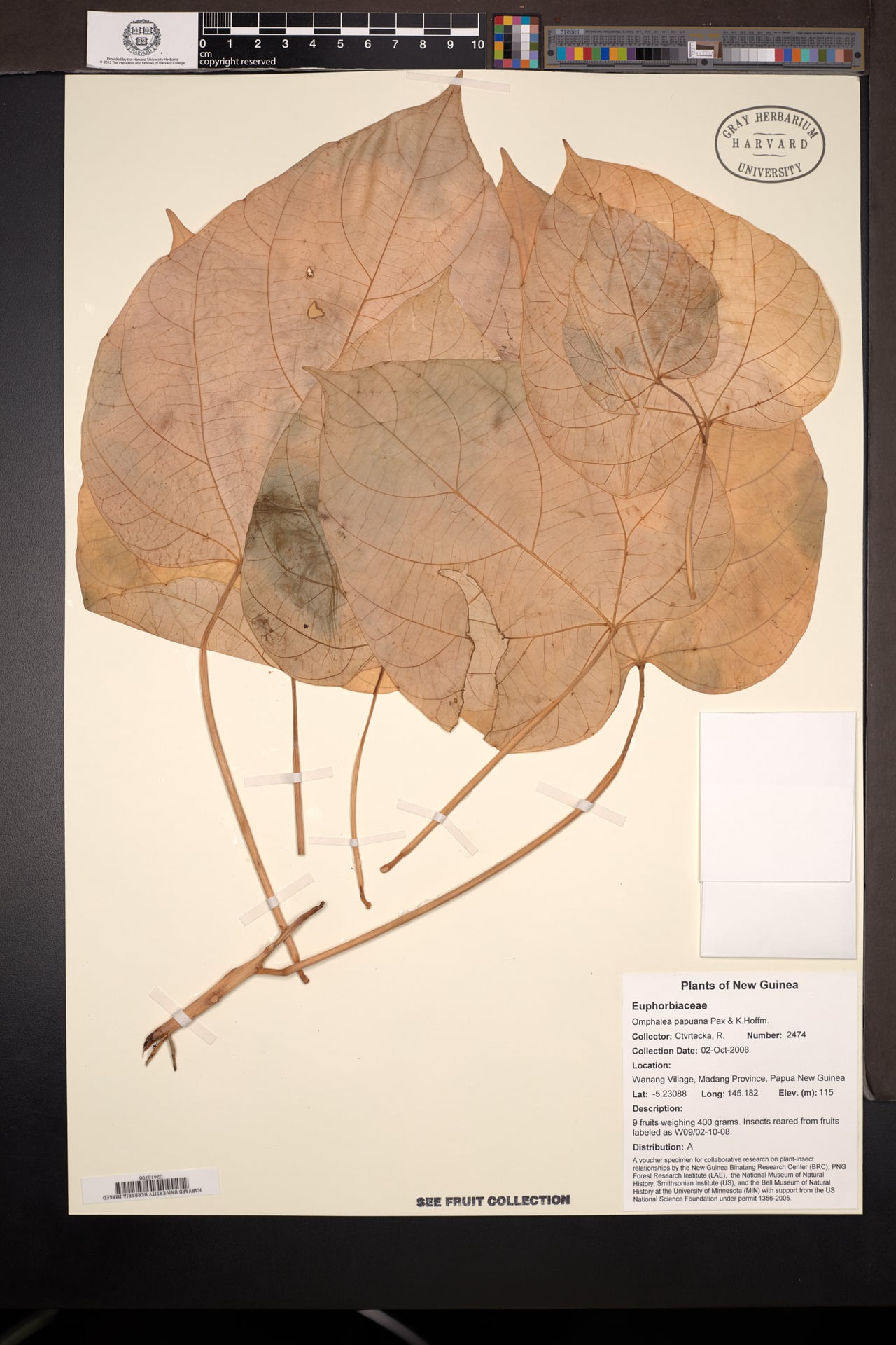 Omphalea papuana