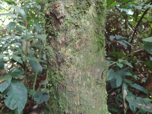 Omphalocarpum elatum — photo