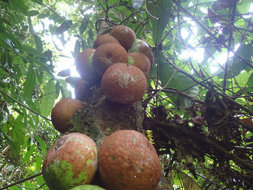Omphalocarpum elatum