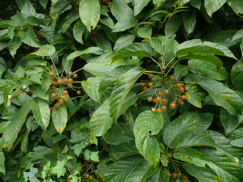 Oncoba dentata — photo