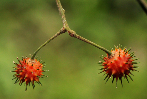 Oncoba dentata — photo