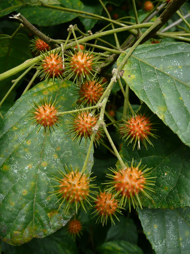 Oncoba dentata
