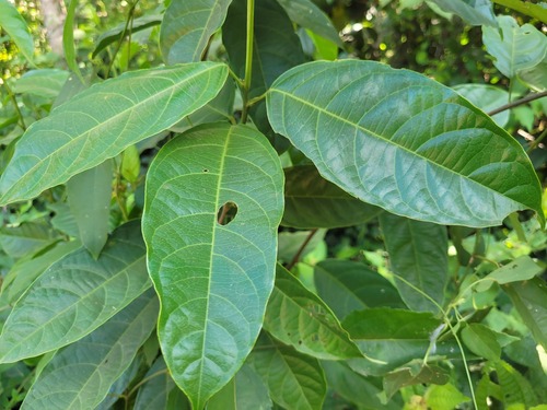 Oncoba pauciflora — photo