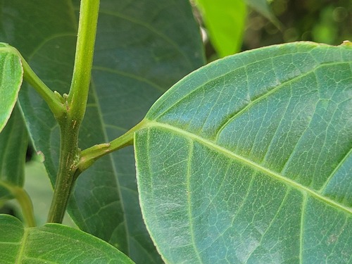 Oncoba pauciflora — photo
