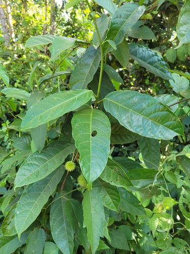 Oncoba pauciflora