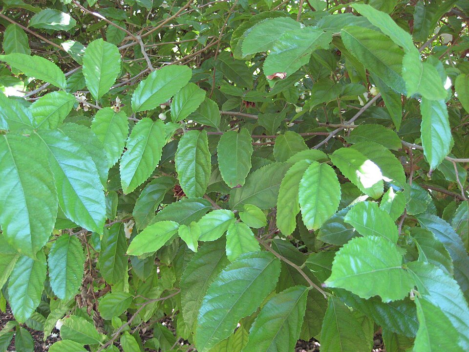 Oncoba routledgei — photo