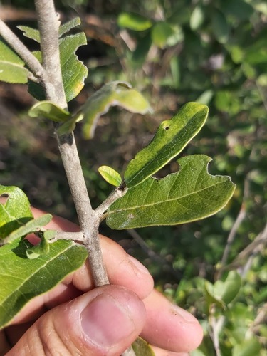 Oncoba tettensis var. kirkii (Northern African dog-rose) — photo