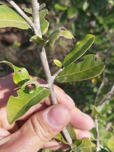 Oncoba tettensis var. kirkii (Northern African dog-rose) — photo
