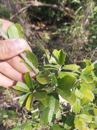 Oncoba tettensis var. kirkii