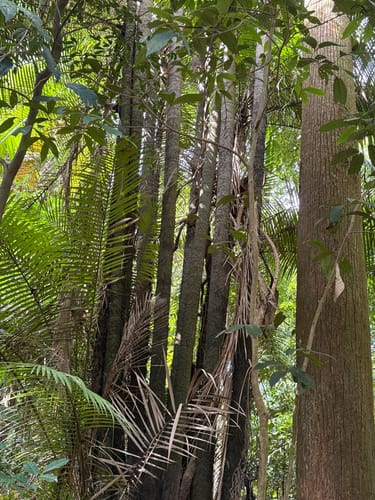 Oncosperma horridum (Mountain Nibong palm) — photo