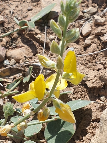 Onobrychis argyrea