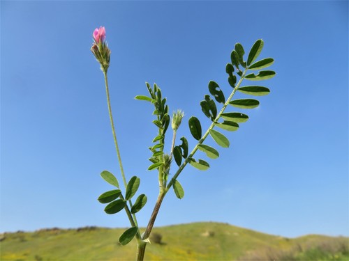 Onobrychis caput-galli (Cock's head) — photo