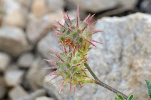 Onobrychis caput-galli