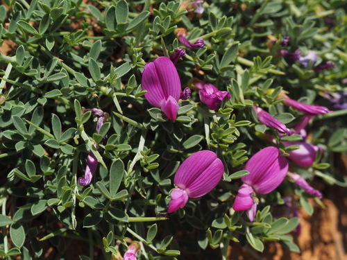 Onobrychis cornuta — photo