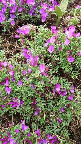 Onobrychis cornuta — photo
