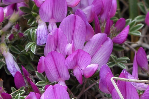 Onobrychis cornuta