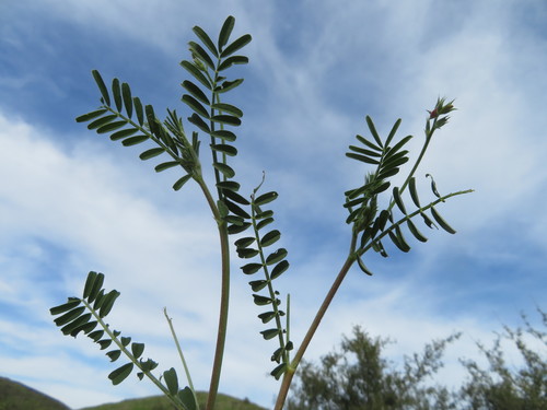 Onobrychis squarrosa (Dhurays) — photo
