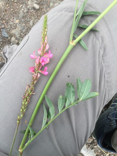 Onobrychis transcaucasica — photo