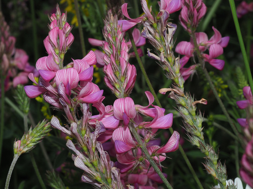 Onobrychis transcaucasica — photo