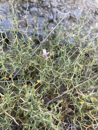 Ononis spinosa (Spiny restharrow) — photo