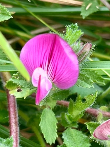 Ononis spinosa subsp. leiosperma — photo