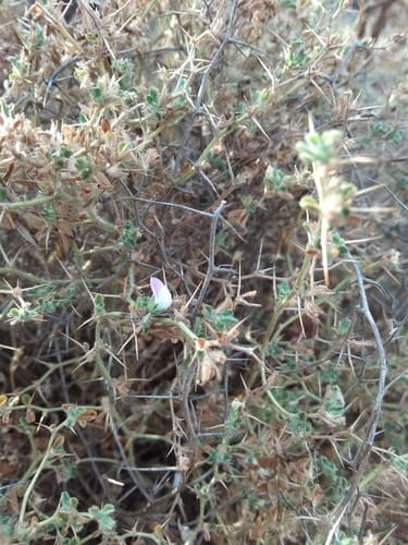 Ononis spinosa subsp. leiosperma