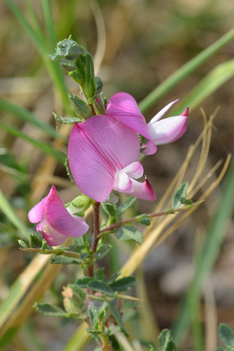 Ononis spinosa subsp. leiosperma — photo