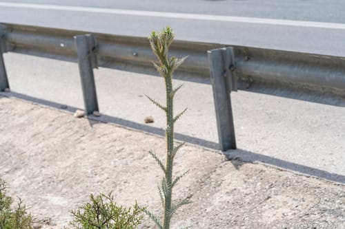 Onopordum bracteatum — photo