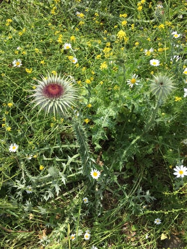 Onopordum carduiforme (Za'keer) — photo