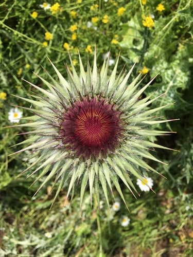 Onopordum carduiforme
