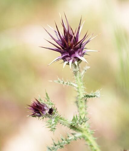 Onopordum cyprium (Gaedouragkatho) — photo