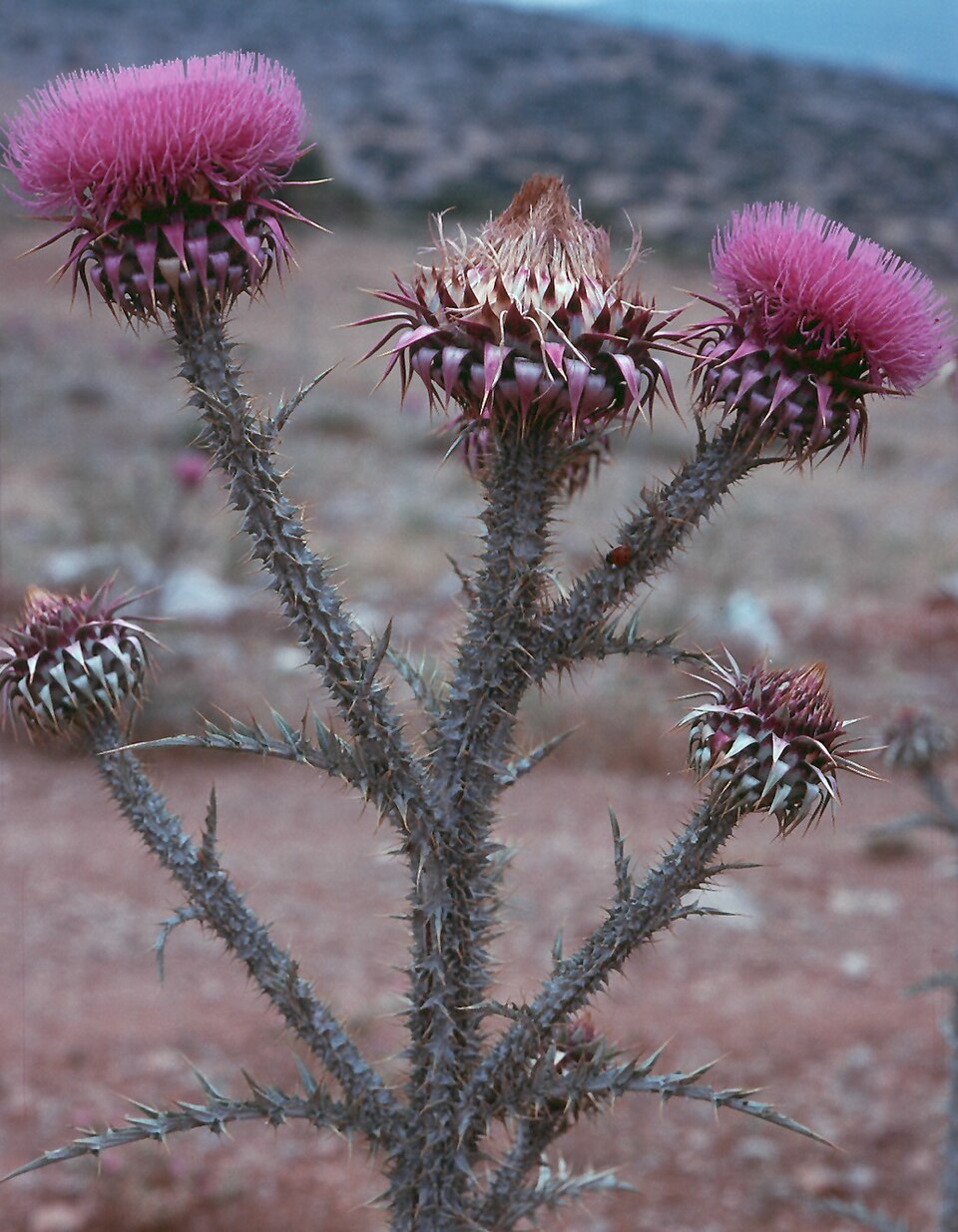 Onopordum myriacanthum