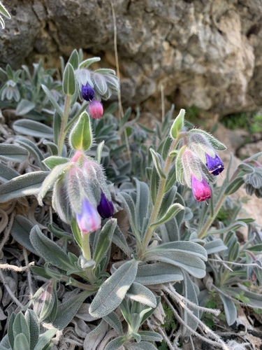 Onosma alborosea — photo